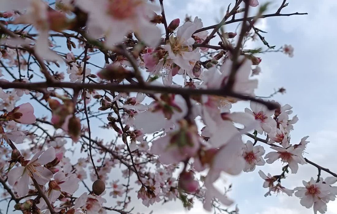 جلوه گری شکوفه های بهاری در خرم آباد