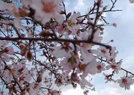 جلوه گری شکوفه های بهاری در خرم آباد