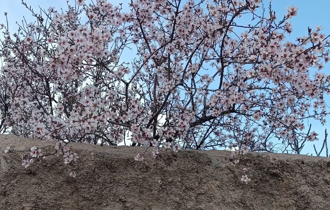 شکوفه های بهاری خرم آباد