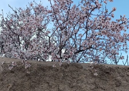 شکوفه های بهاری خرم آباد