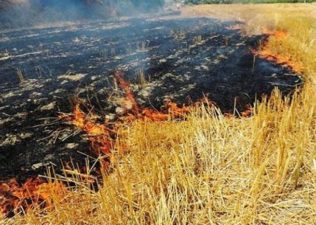 آتش‌زدن کاه و کلش مزارع لرستان ممنوع است