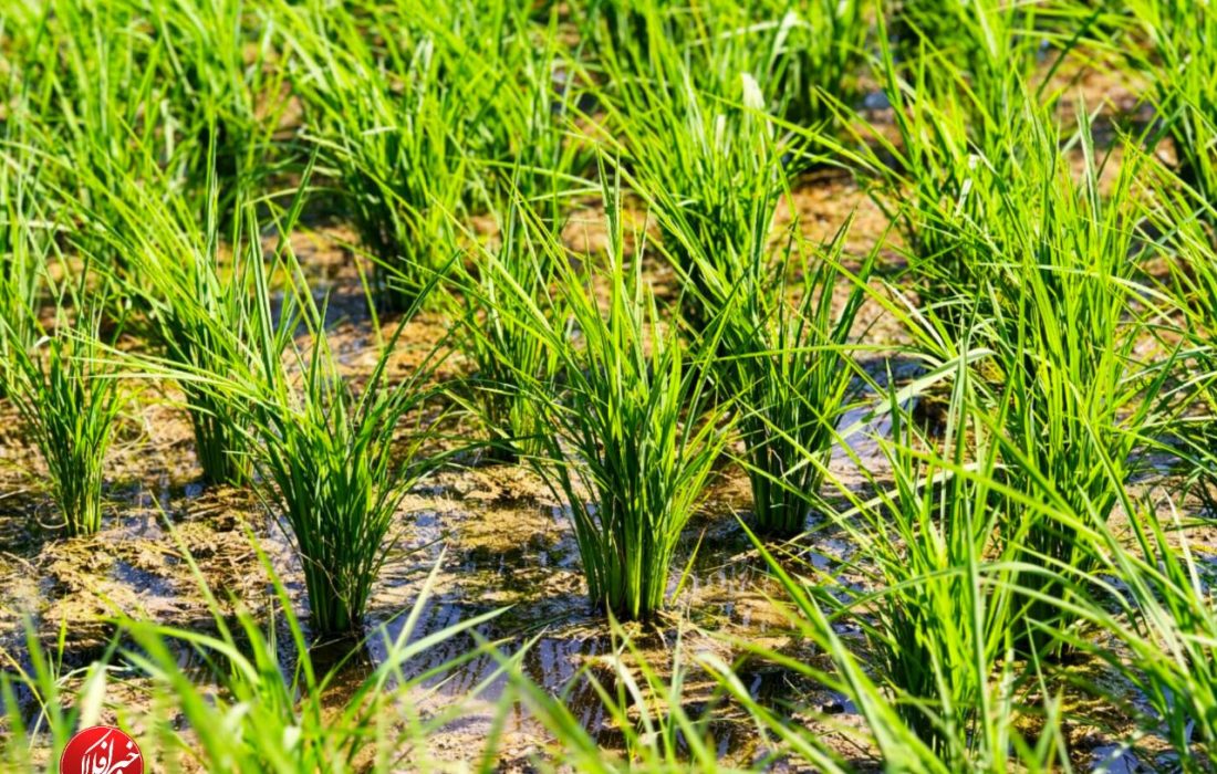 طبیعت دلنواز بیرانشهر میان مزارع برنج
