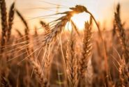 خرید ۳۰۹ هزار تن گندم از کشاورزان لرستانی