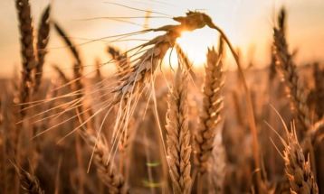 خرید ۳۰۹ هزار تن گندم از کشاورزان لرستانی