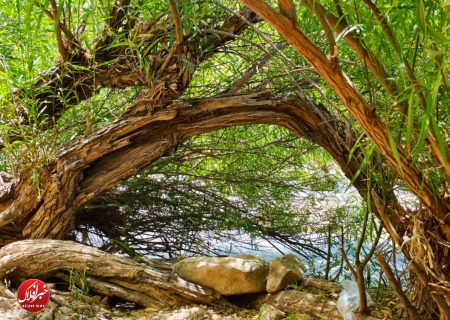 جلوه‌گری طبیعت بکر کاکارضای خرم‌آباد در تابستان