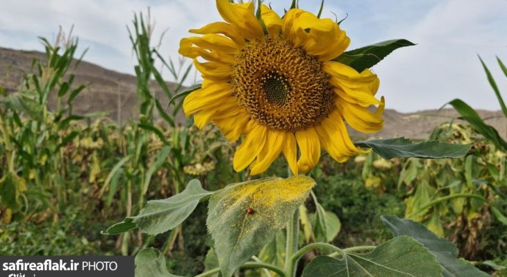 کاستی ماشین‌آلات، رنج برداشت آفتابگردان را دوچندان می‌کند